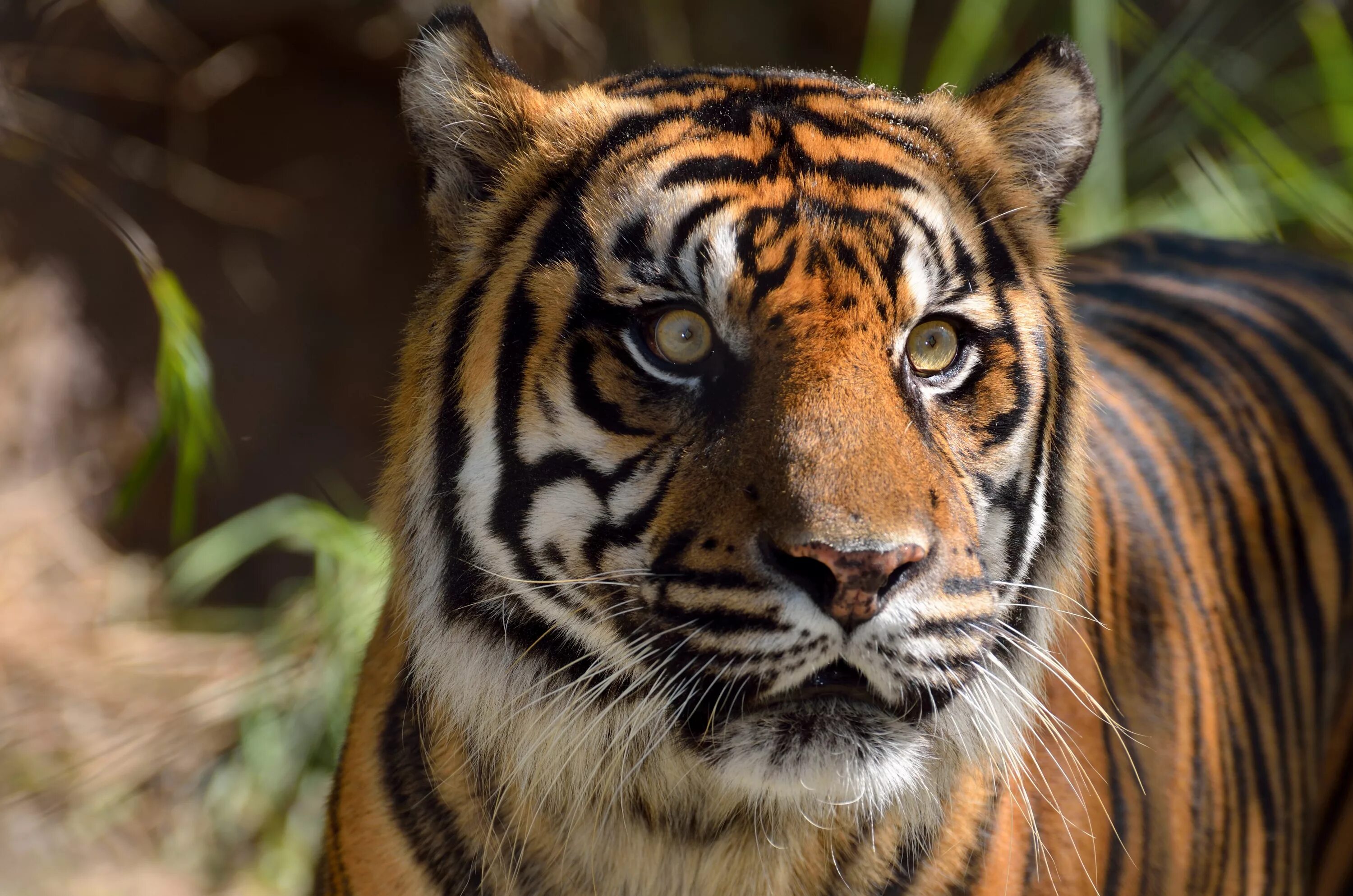 Tigers are the largest