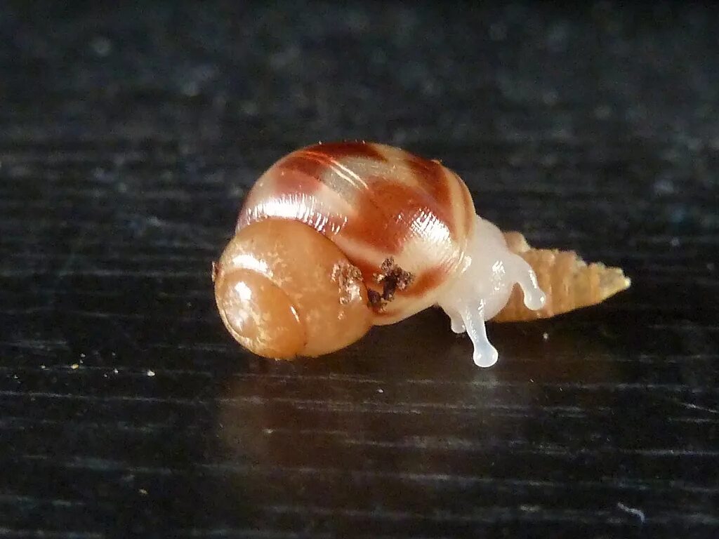 Achatina reticulata. Африканская улитка ахатина рожает. Улитки родились