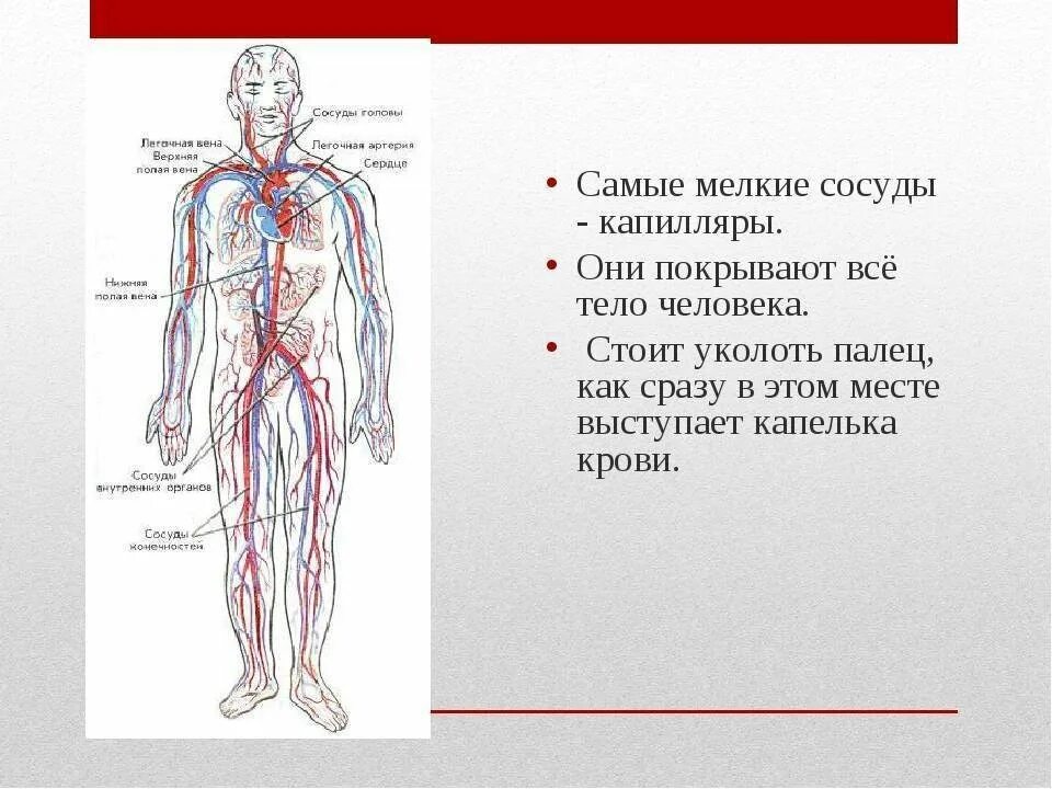 Кровеносная система. Сосуды кровеносной системы человека. Схема сосудов человека. Крупные сосуды человека. Статья артерия жизни по дну чего