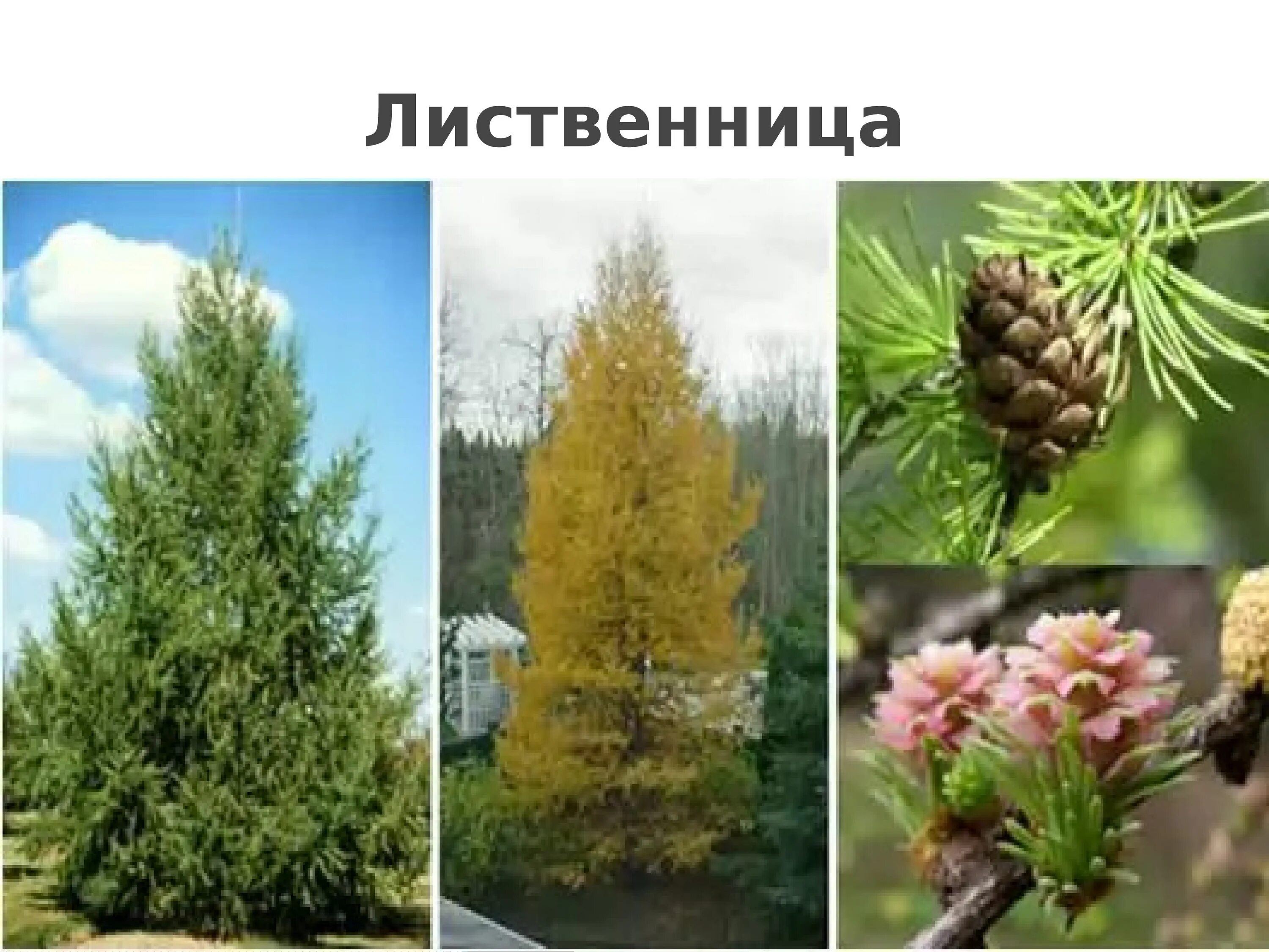 Чем отличается лиственница от других хвойных. Лиственница сибирская-класс. лиственница европейская голосеменное растение. лиственница сибирская лиственница европейская отличия. лиственница, сибирский кедр,.