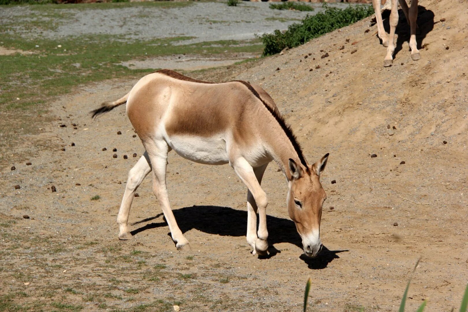 Кулан область. Кулан Equus hemionus. Монгольский Кулан. Сирийский Кулан. Осел Кулан.