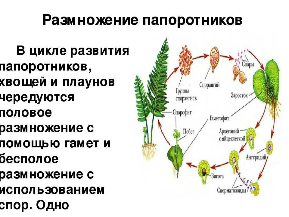 Что является спорофитом и гаметофитом хвоща