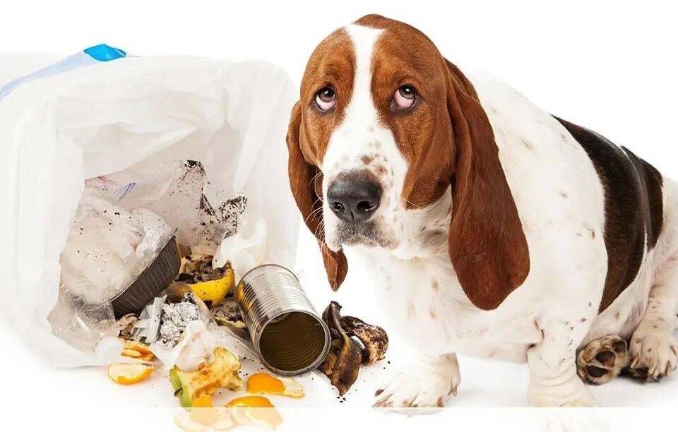 Отравления животных симптомы. Памятка при отравлении собаки. Симптомы у животных при отравление. Отравления животных симптомы. Памятка при отравлении собаки.