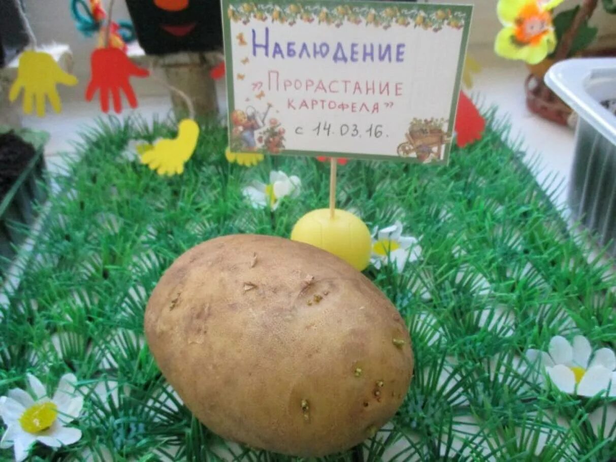 Наблюдения на огороде старшая группа. Дневник наблюдения за огородом на окошке в детском саду. Дневник наблюдений огород на окошке. Дневник наблюдений огород на окне в детском. Дневник наблюдения огород на окне в детском саду.