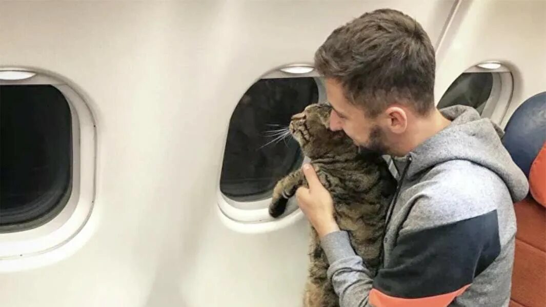 Кот в самолете с коктейлем. Кошка в самолете. Кот в переноске. Путешествие с животным в самолете. Перевоз кошек в самолете.