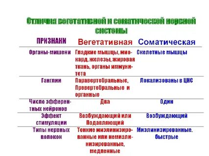 Какие функции выполняет соматический и вегетативный отделы