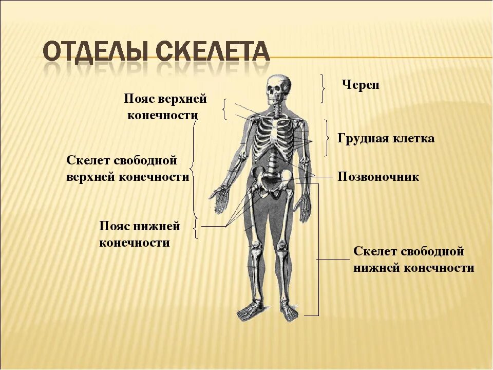 Он отличается большой и состоит из отделов. Отделы скелета. Отделы скелета конечностей. Строение отделов скелета. Отдел скелета название костей.