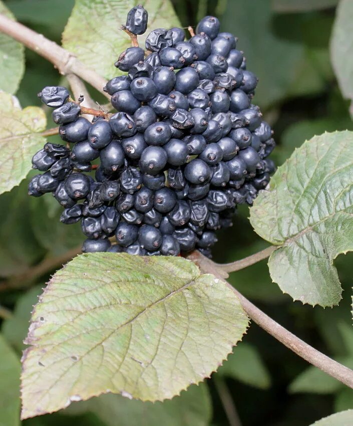 Калина гордовина или гордовина обыкновенная (Viburnum lantana) 1 кг семян купить