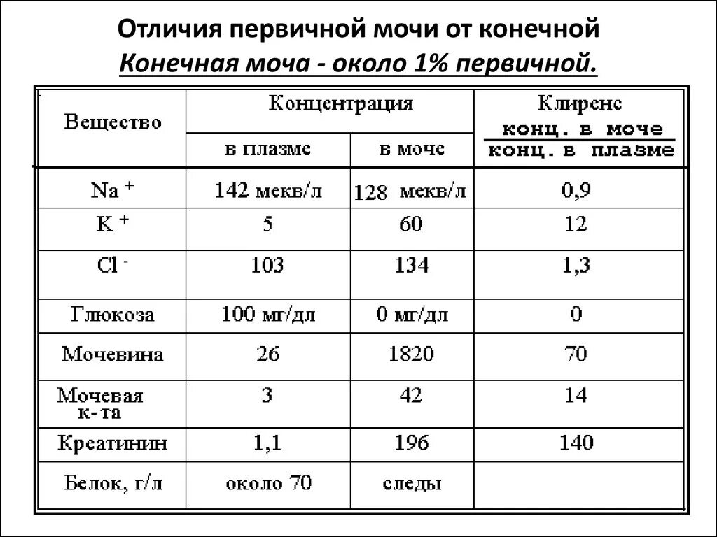 Повышенная концентрация мочи. Состав, свойства, количество конечной мочи.. Нормы концентрации мочевины в моче. Мочевина мочи норма. Мочевина в моче в норме.