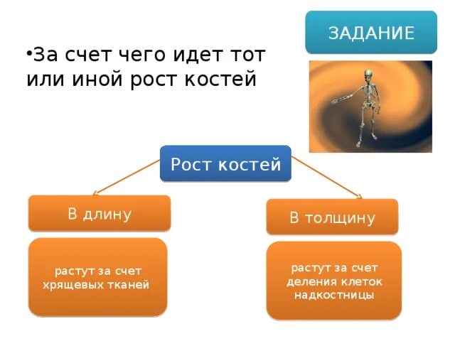 За счет чего растет кость. За счет чего идет тот или иной рост костей. За счет чего кость растет в длину. За счет чего кость растет в длину и толщину.