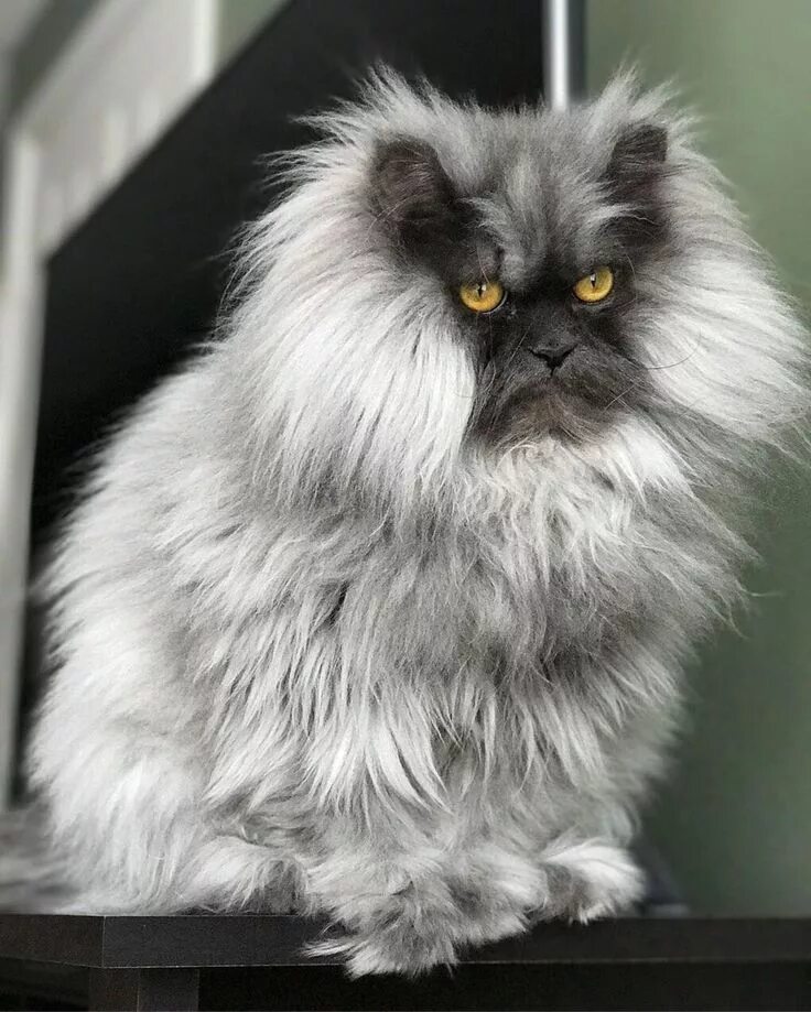 Kot brytyjski długowłosy Beautiful cats, Cat reference, Domestic cat