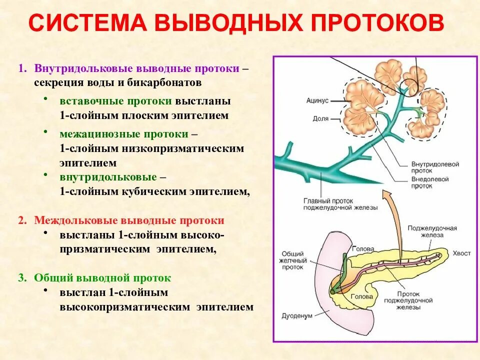 Слизистая оболочка желчного пузыря. Выводной проток поджелудочной железы. Система выводных протоков поджелудочной железы. Выводной проток желчного пузыря. Междольковый проток поджелудочной железы.