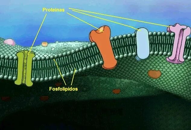белки рецепторы мембраны