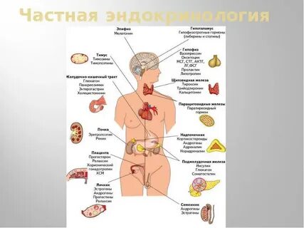 Детская эндокринная система