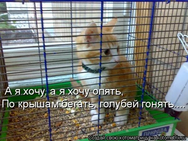 песня по крышам бегать голубей гонять. а я хочу опять по крышам бегать голубей гонять. хочуха кот. голубей гонять. а я хочу опять голубей гонять.