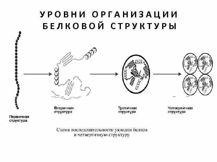 Уровни организации белков. Уровни организации белка. Основные уровни организации белка. Основные уровни организации белка и функции. В организации белковых