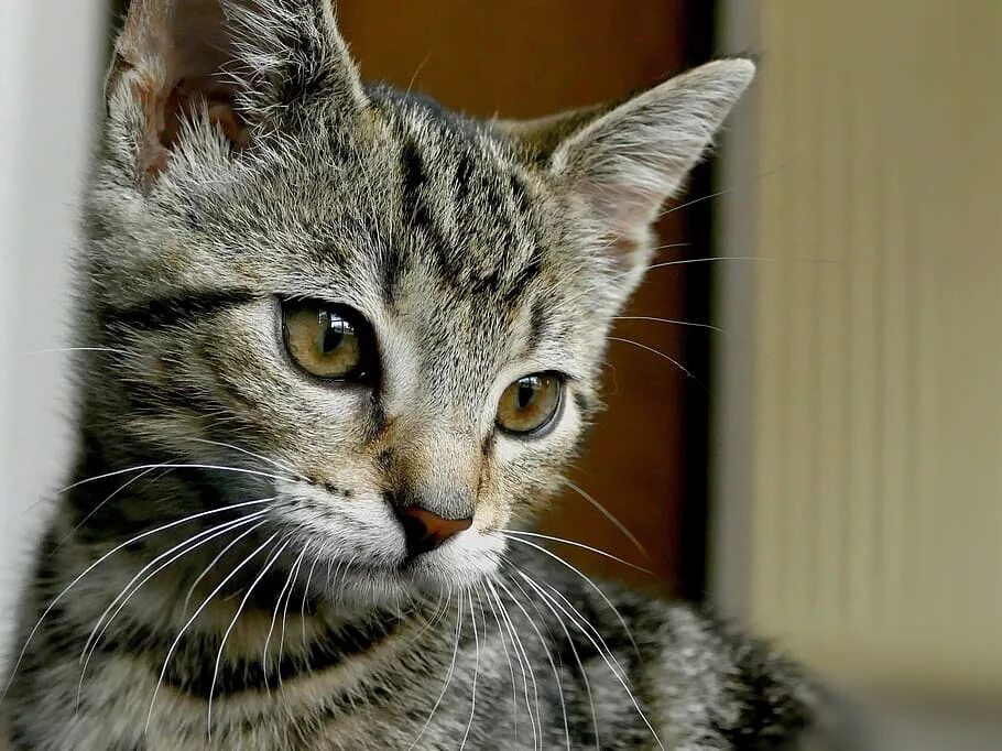 Есть кот молодой. Молодые коты. молодой котик. кошачья тема. молодая кошка.