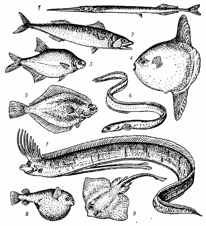 Стреловидная форма тела рыб. Торпедовидная форма тела у рыб. Морские рыбы. Морские костистые рыбы. Рыбы 10 класс