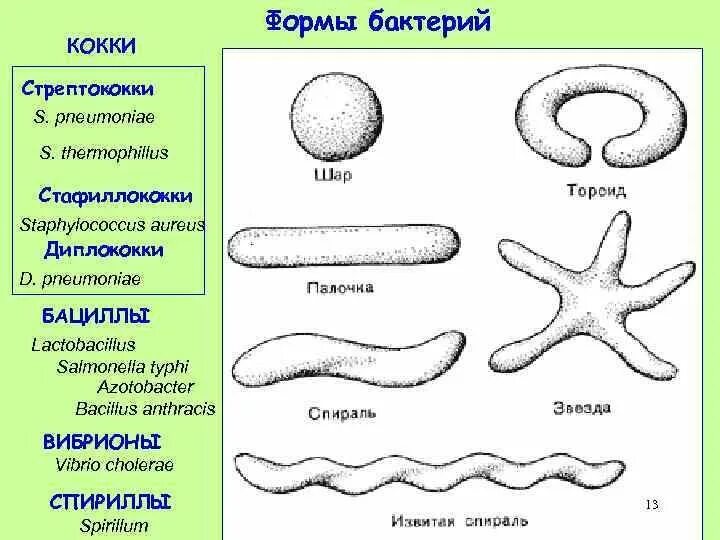 S форма бактерий. Формы бактерий кокки стрептококки. Форма бактерий стрептококки вибрионы. Спириллы. Кокки. Формы бактериальных клеток кокки. Формы бактерий кокки бациллы.