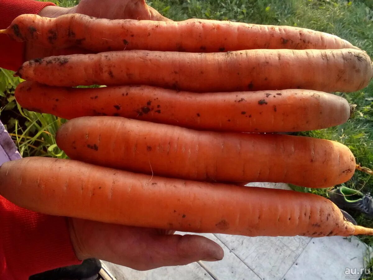 Какой сорт самый сильный. Баядера сортов моркови. Морковь кормовая сорта. Морковь Каротель. Сорт моркови Каротель.