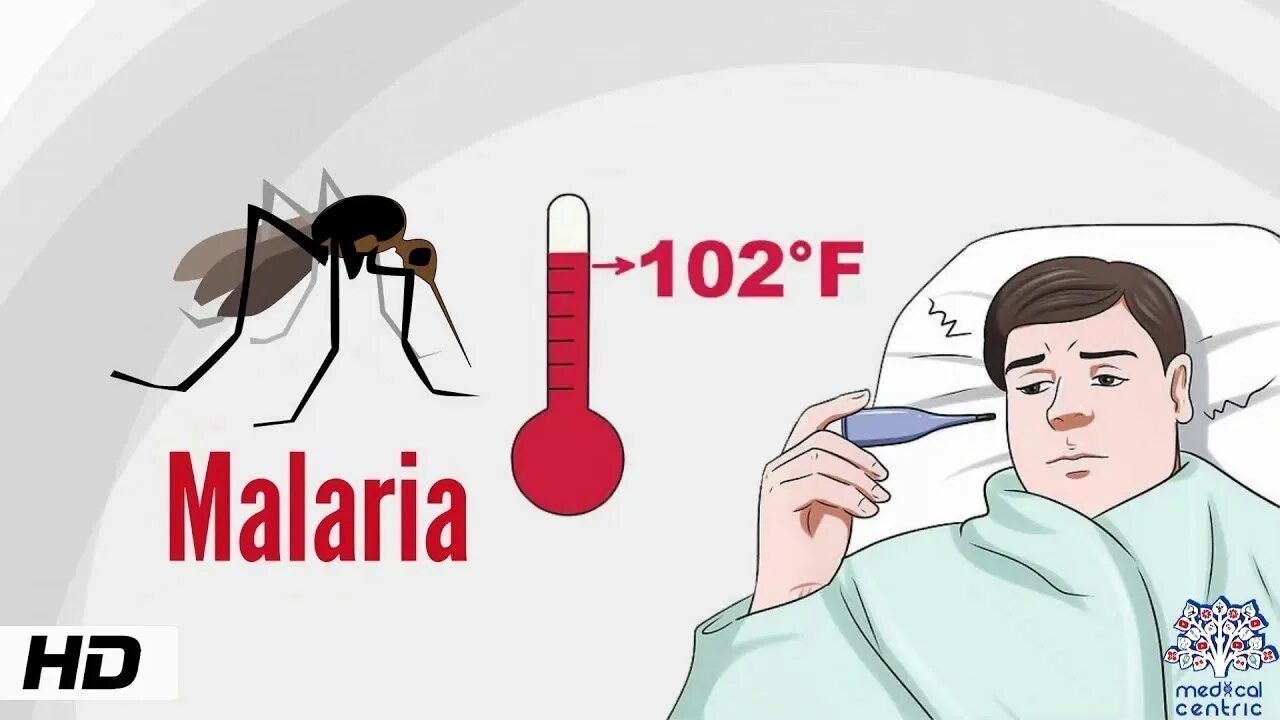 Заражение человека малярией происходит. Малярия лихорадка.