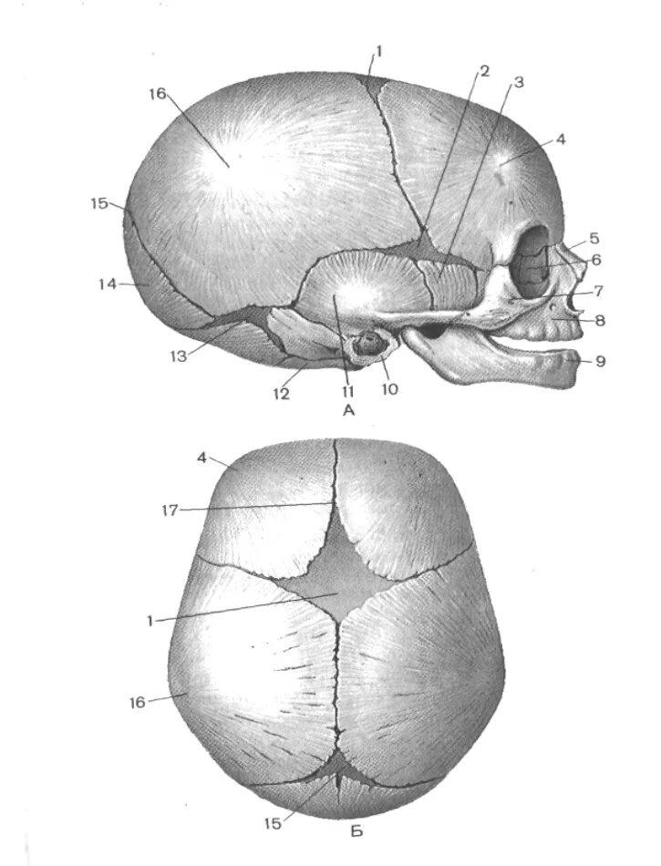 9 родничков. Роднички новорожденного анатомия черепа. Швы и роднички черепа анатомия. Передний Родничок черепа новорожденного. Кости черепа новорожденного роднички.