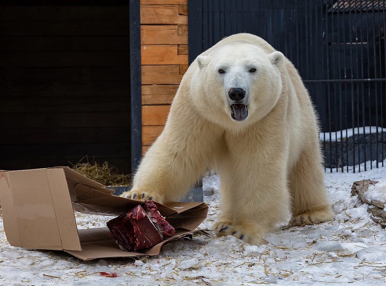 Бурый медведь атакует. Медведь с яблоком. Вкусный медведь тренд. Медведь какает. Бурый медведь с рыбой.