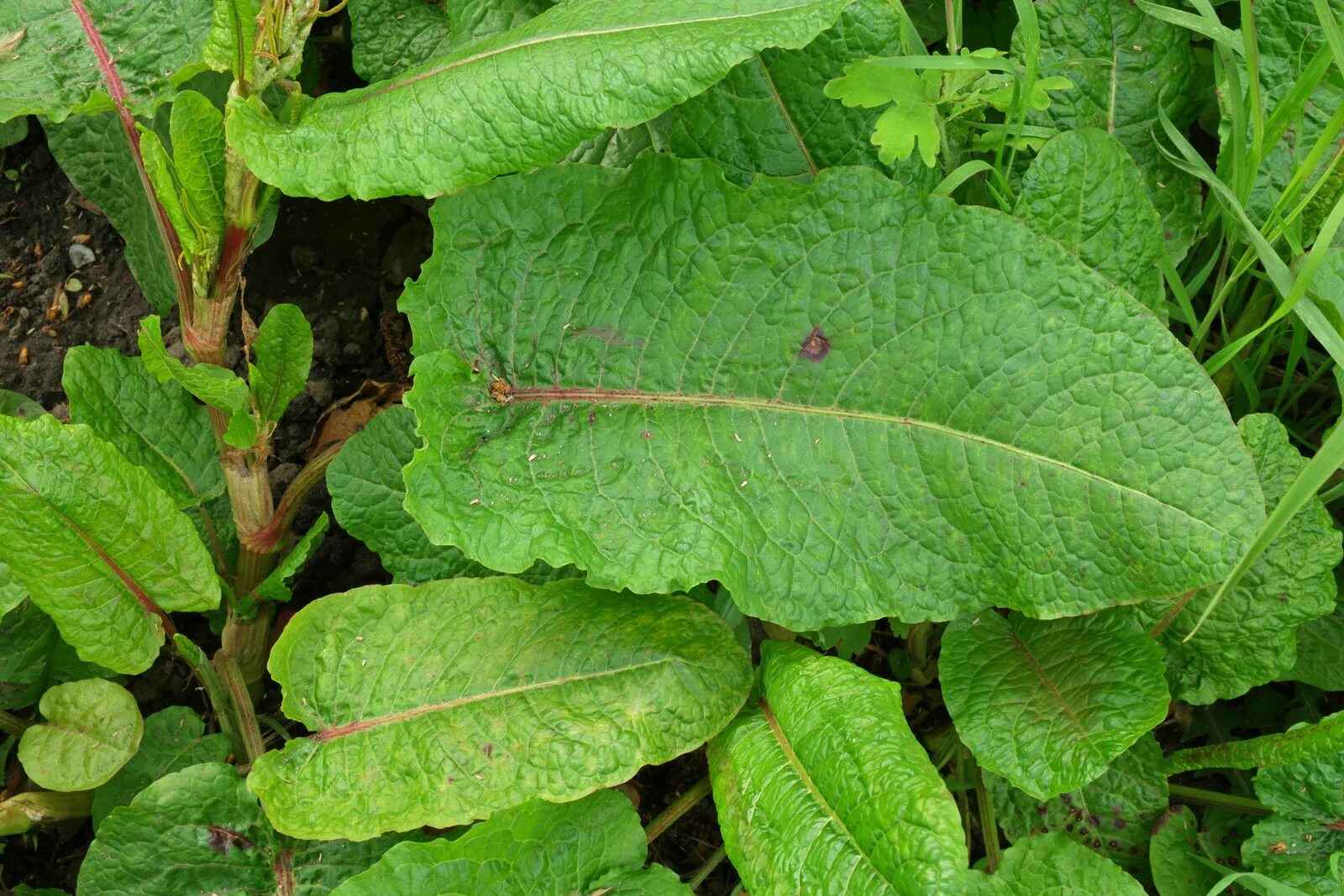 Щавель женский орган. Rumex obtusifolius. Rumex obtusifolius щавель туполистный. Щавель копьелистный. Щавель туполистный (Rumex obtusifolius l.).