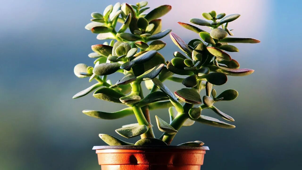 Цветы на чём наливать вада. Советы для настроения. Классификация клевера красного. Растения сада для детей. Как улучшить состояние цветов.