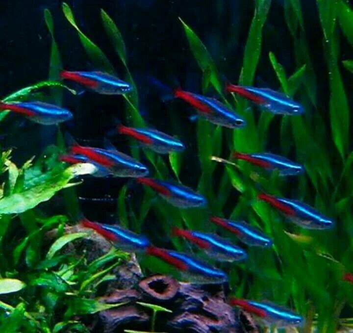 Расбора клинопятнистая 70р. Неончики аквариумные рыбки. Красный неон рыбка аквариумная. Гуппи аквариумные ниончики.