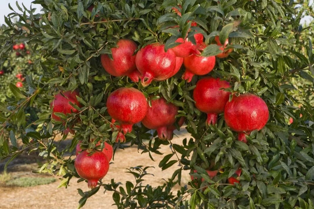 Гранат обыкновенный Punica granatum. Punica granatum дерево. Pomegranate (Punica granatum). Гранат Гюлоша. Патахайо фото