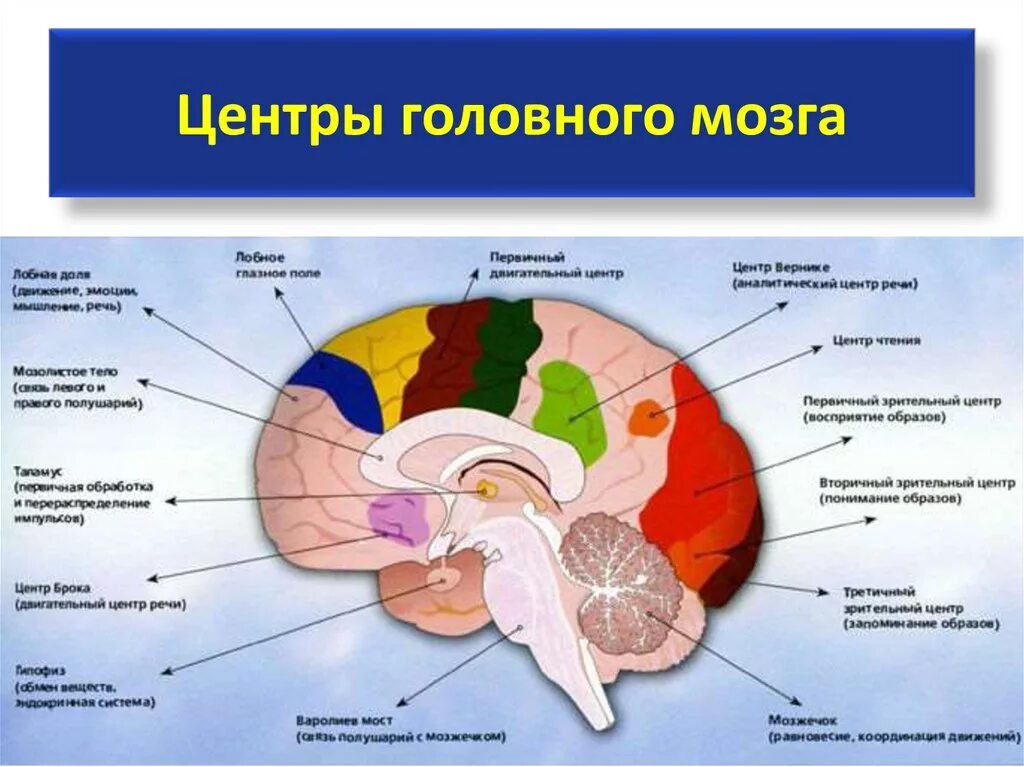 Центры головного мозга человека. Центры головного мозга человека