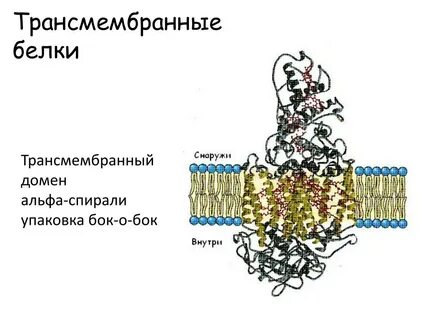 Трансмембранные белки