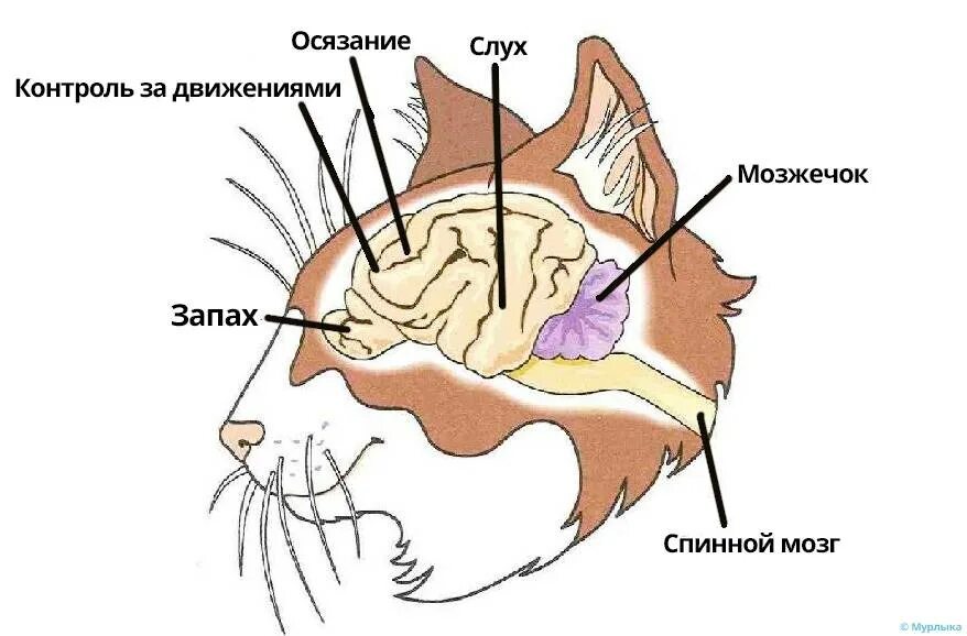 Перегородки у млекопитающих