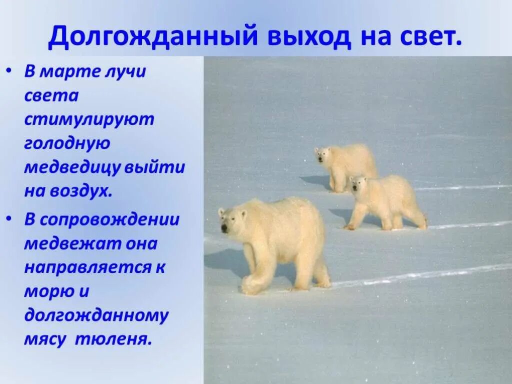 Почему уменьшается численность белых медведей 7 класс