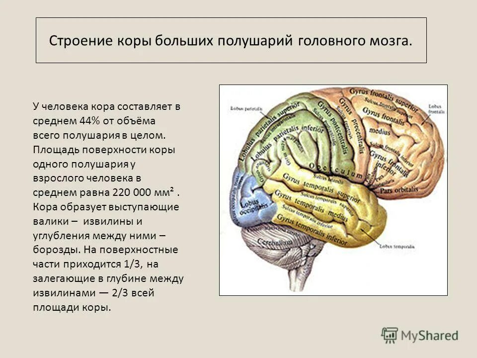 Каково биологическое значение извилистого строения коры больших. Доли и зоны больших полушарий головного мозга. строение коры больших полушарий мозга доли. строение и функции коры полушарий. функции коры больших полушарий анатомия.