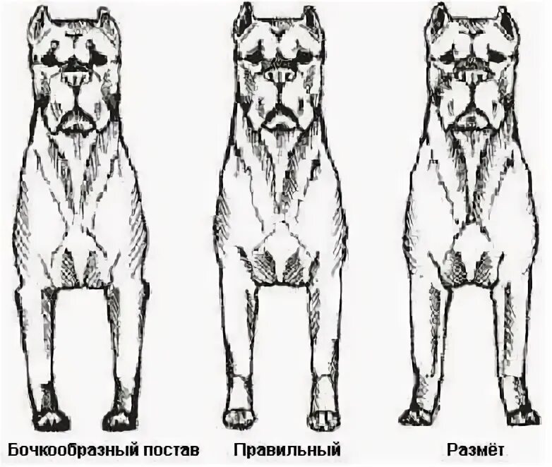 У собаки разъезжаются лапы. Размет передних лап у Кане Корсо. Размет передних конечностей у щенка Кане Корсо. Кане Корсо на задних лапах.