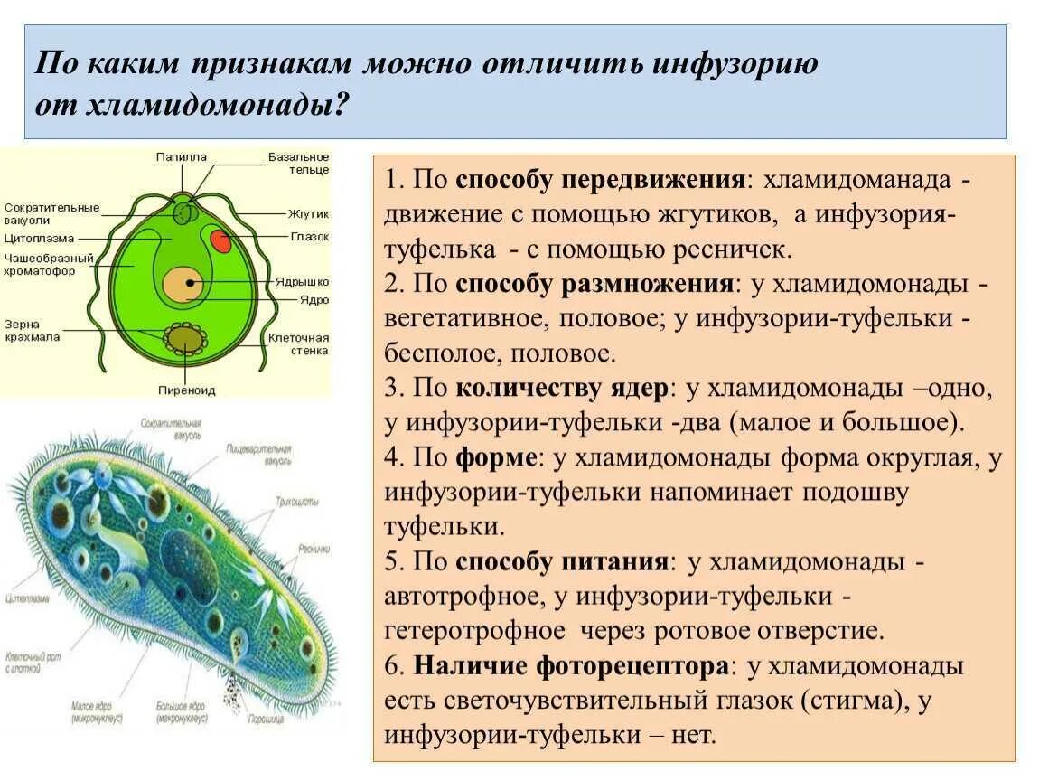 Органеллы водоросли