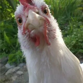 Что она курица