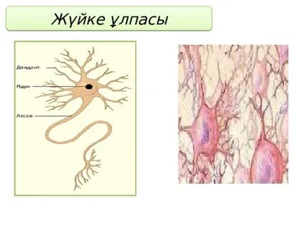 Жұлдыздар есекке кіріп кетеді