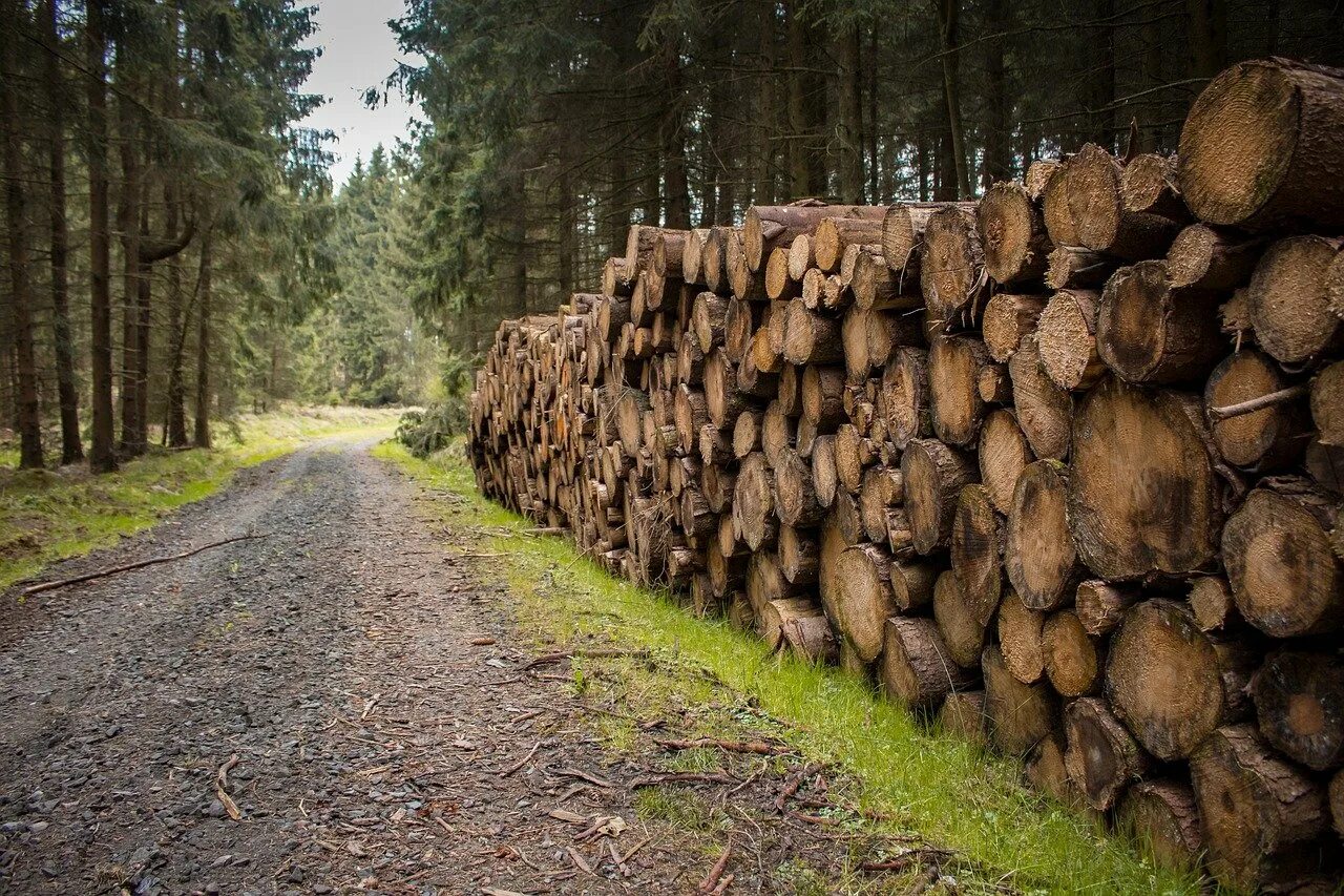 лесное хозяйство в норвегии. гис технологии в лесном хозяйстве. древесина и лесоматериалы. использование леса в лесном хозяйстве. добыча дерева.