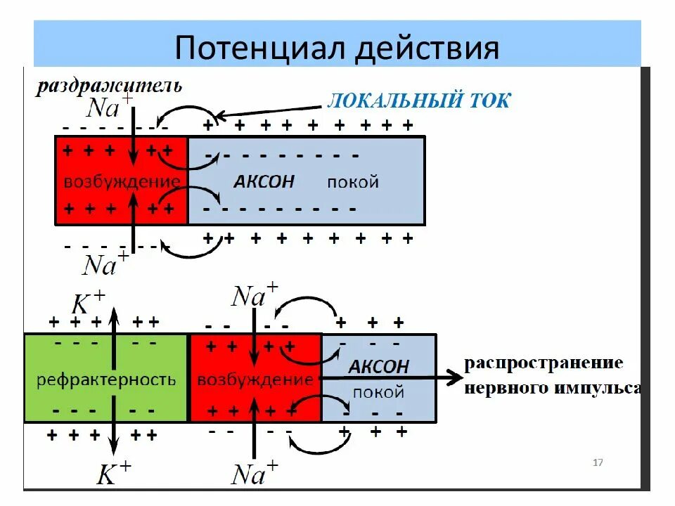 Заряд возбуждение. Заряд возбуждение. Область объемного заряда. Деполяризация мембраны это. Распределение ионов по обе стороны мембраны.