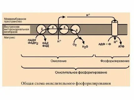 Водных растворах во время стерилизации подвергается окислению