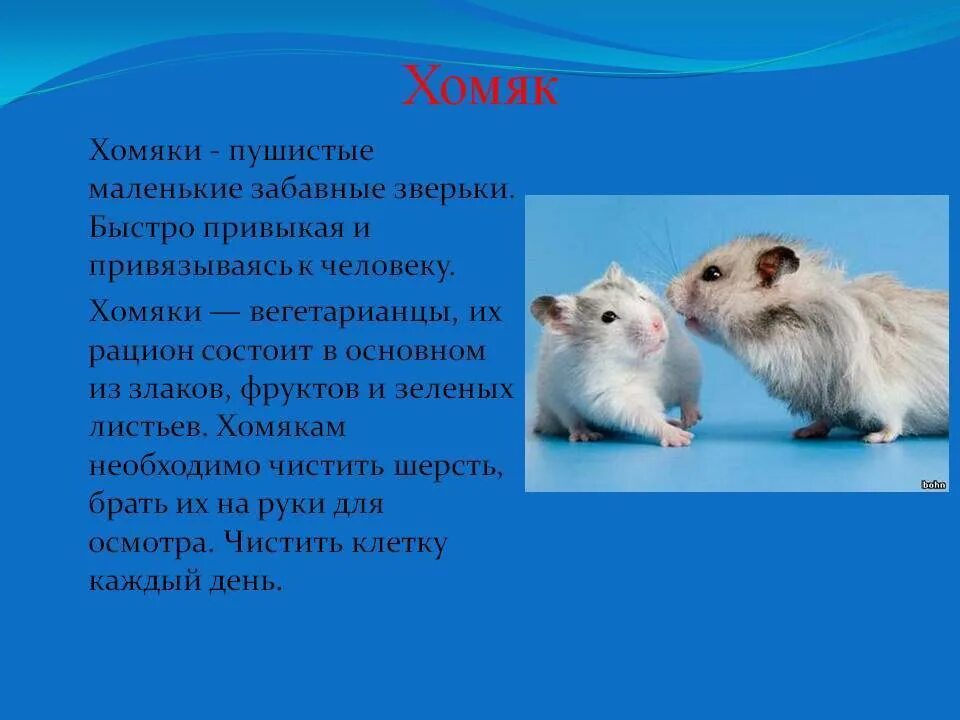 Презентация про хомяков 2 класс. Рассказ про хомяка. Сообщение о хомяке. Доклад про хомяка. Рассказ о хомяке 2 класс окружающий мир.