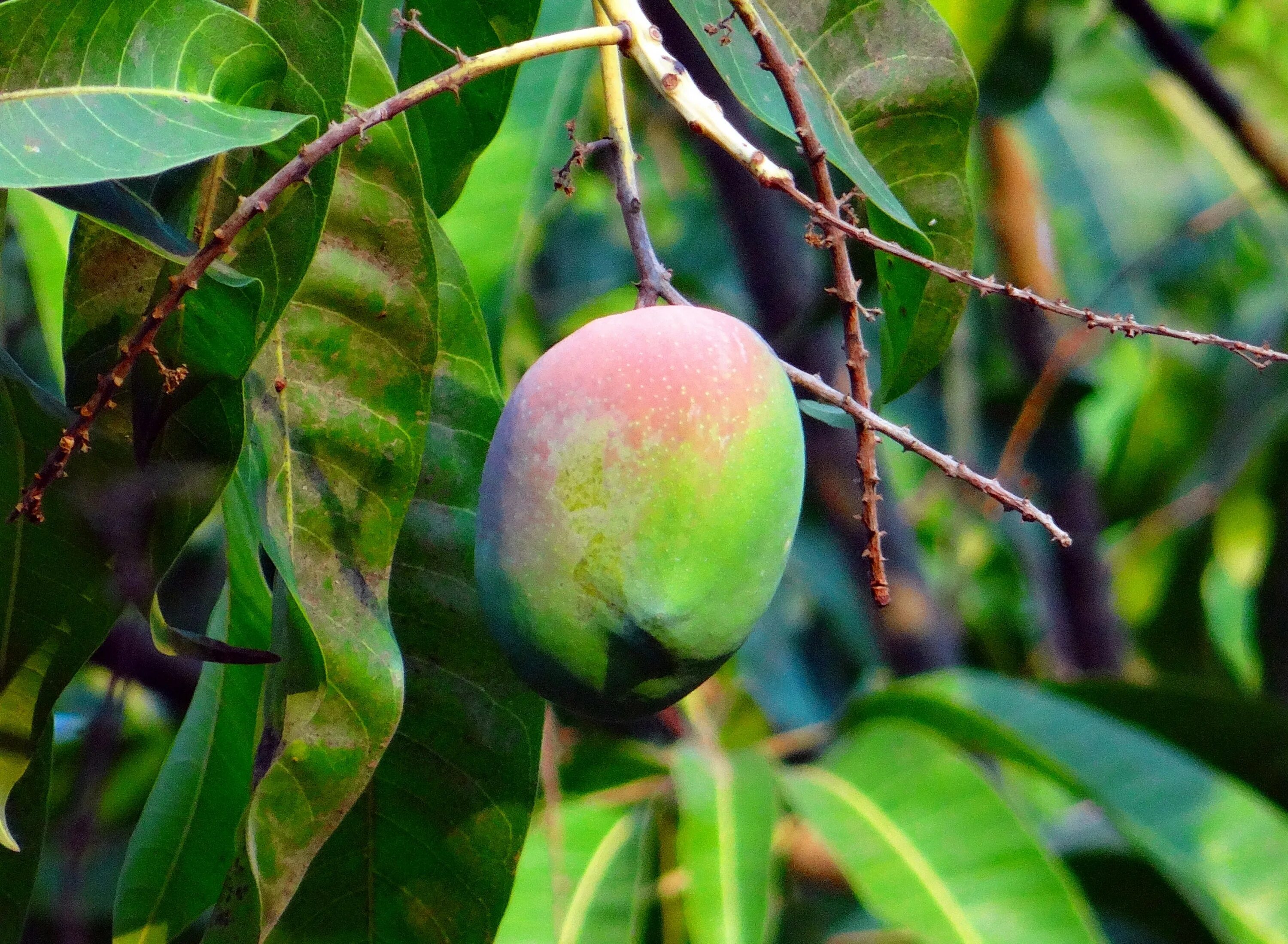 Манго дерево цветет. Тайское манго дерево. Манго в Индии. Манговое дерево с манго. Манго плодоносит.