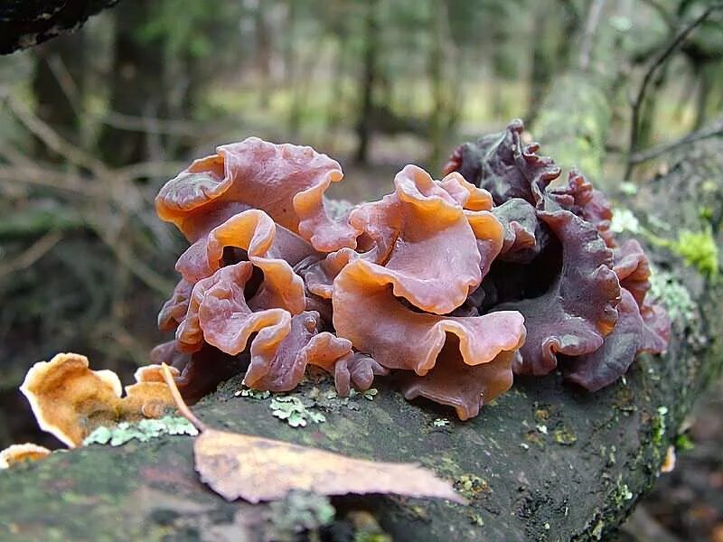 Тремелла листоватая. Гриб Tremella foliacea. Дрожалка оранжевая съедобный гриб. Дрожалка листоватая Tremella foliacea.