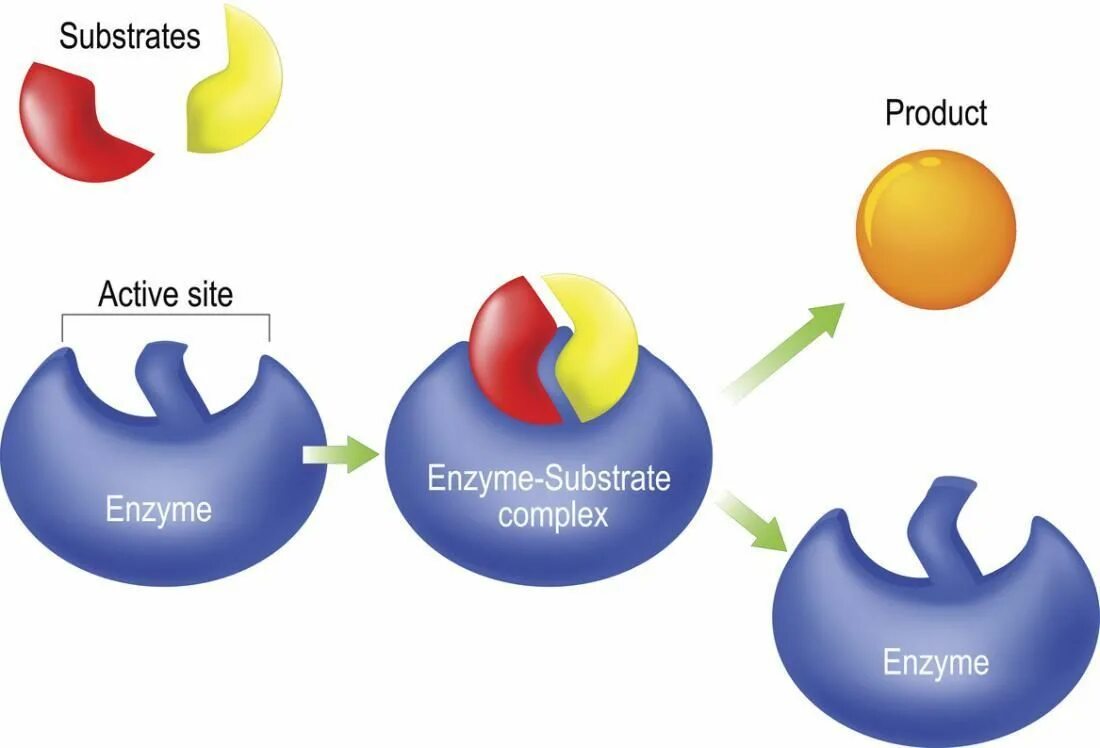 Product activities. Lock and Key model Enzyme. Ферменты изображения. Ферменты на белом фоне. Ферменты протеины.