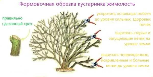 Как омолодить жимолость. Жимолость схема обрезки куста. схема обрезки жимолости весной. формирование куста жимолости съедобной. как правильно сформировать куст жимолости.