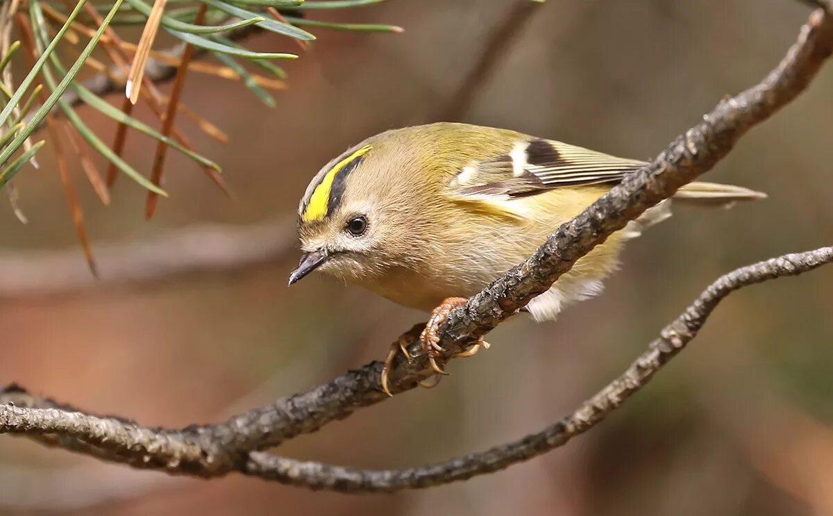 желтоголовый королек птичка. желтоголовый королек. желтоголовый королёк (regulus regulus). корольки корольки птицы. желтоголовый королёк (regulus regulus).