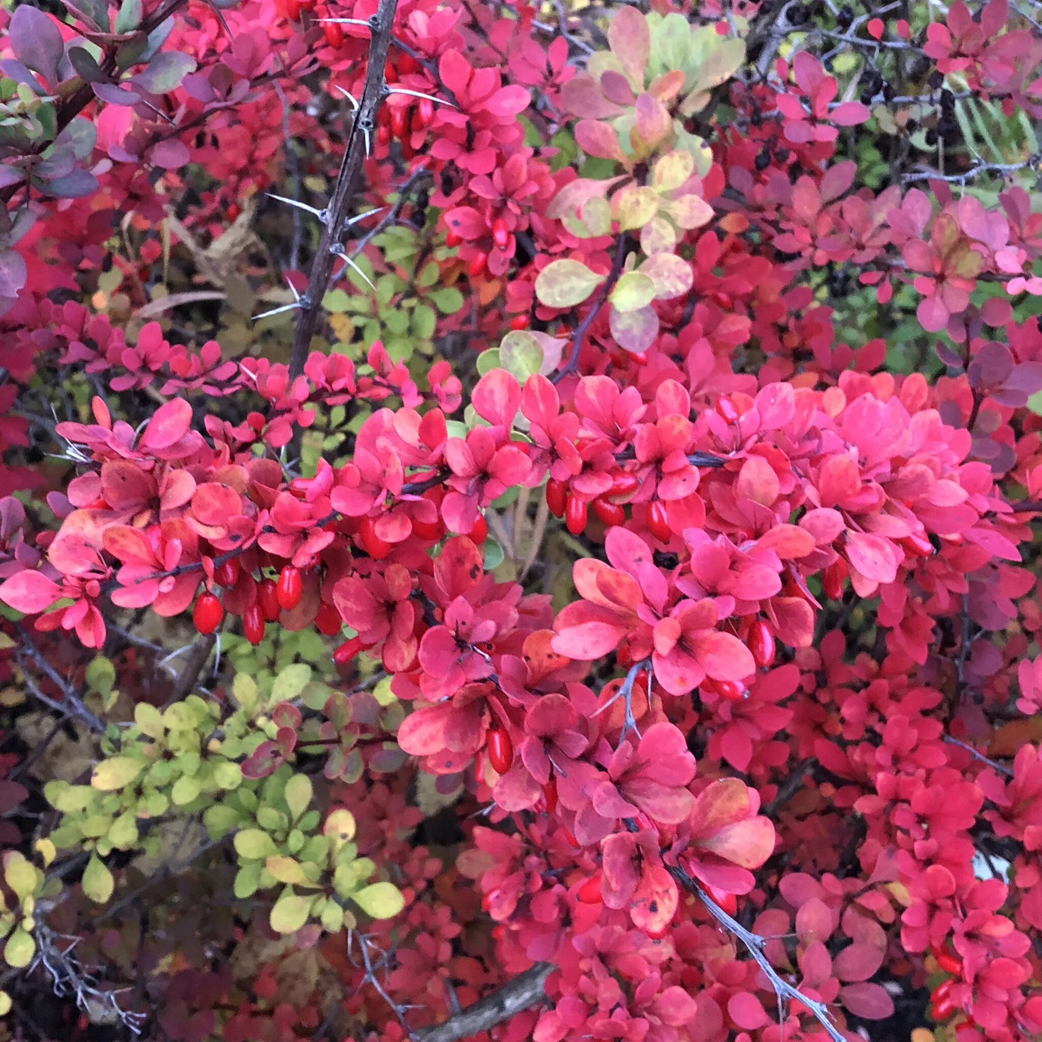 File:Berberis - Flickr - S. Rae.jpg - Wikimedia Commons